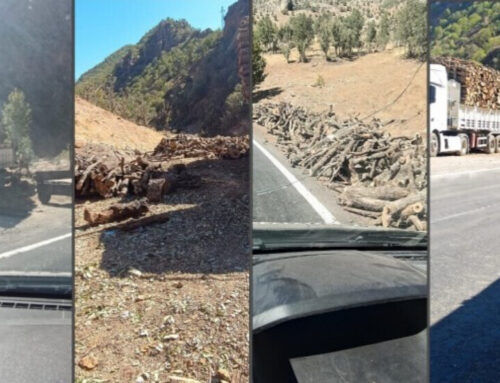 Turkish state destroys forests in Şırnak countryside